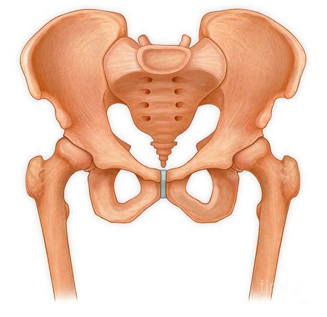 Pelvis Bony Features Images And Photos Finder