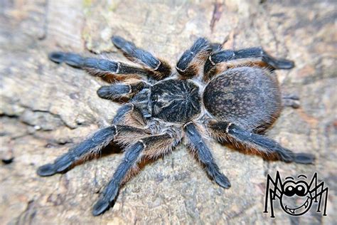 However, their temperament and behavior make them quite dangerous for beginners Harpactira pulchripes adult female #madárpók #tarantula # ...