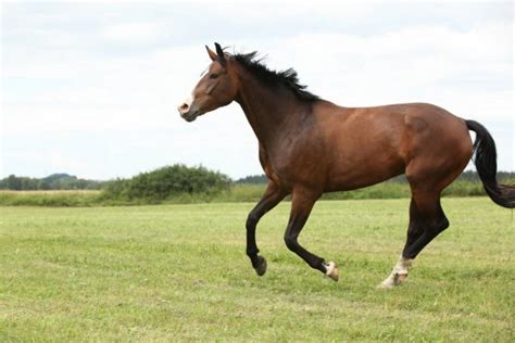 Beautiful Brown Arabian Horse Running Gallop On Pasture