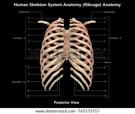 Major vessels, nerves and organs are located on the inner surface of the posterior abdominal wall. 3 D Illustration Human Skeleton System Rib Stock Illustration 765573757 - Shutterstock