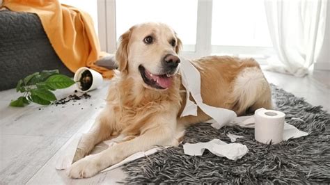 Premium Photo Golden Retriever Dog Playing With Toilet Paper