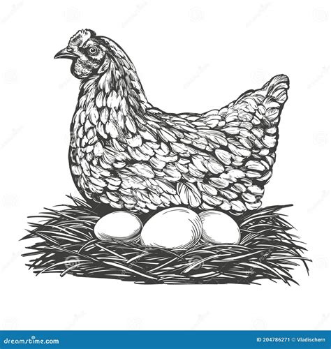 Chicken With Eggs Hand Drawn Vector Illustration Realistic Sketch Stock
