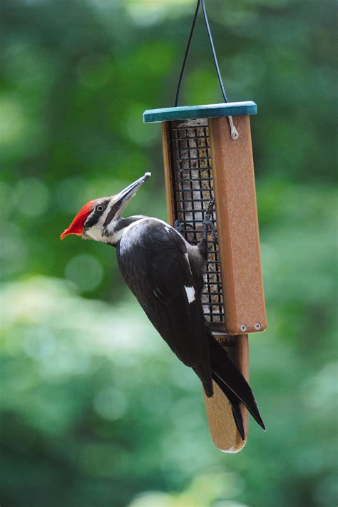 Maybe you would like to learn more about one of these? 34+ Backyard Bird Feeding Tips Pics - HomeLooker