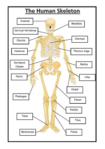 The Human Skeleton Labeling Activity Teaching Resources