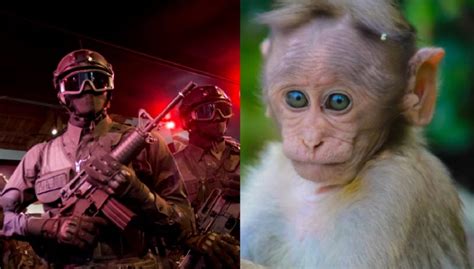 Drug Cartels Pet Monkey Dead Body In Bulletproof Vest After Shootout