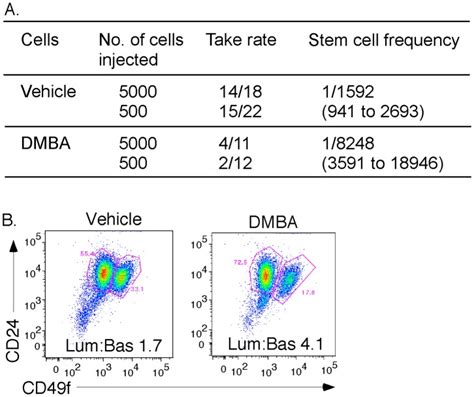 A Stem Cell Assay Mammary Epithelial Cells Populations Were Prepared