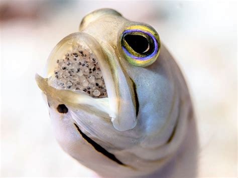 Capturing The Elusive Mouth Brooding Jawfish Underwater Daddy Day