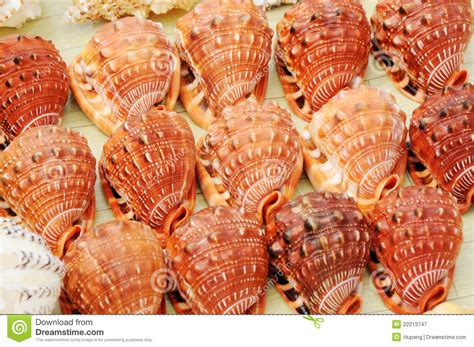 Colourful Seashells Stock Image Image Of Cowrie Curve