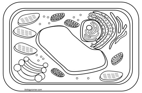 Human cell coloring page from anatomy category. cell drawing worksheet to print off | Colorir, Célula ...