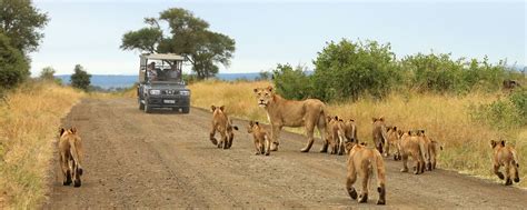 Ecotours Kenya Best Kenya Wildlife Safaris And Migration Tours