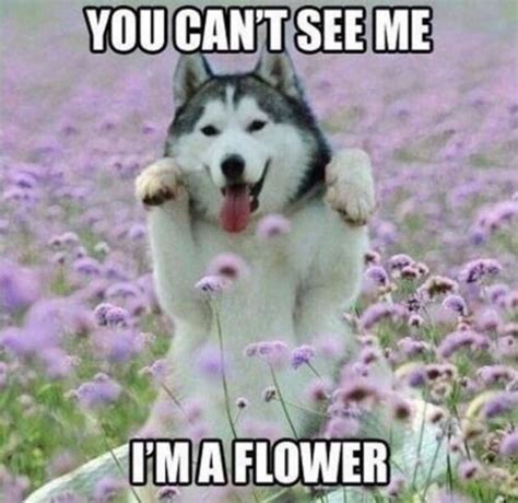 50 Best Funny Dog Memes For National Dog Day Yourtango Husky Humor