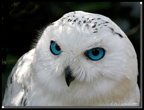 Snow Owl Pet Birds Cute Animals Animals Beautiful