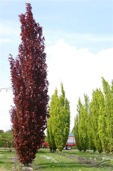 Dawicki Purple Beech Evergreen Landscape Columnar Trees Trees To Plant
