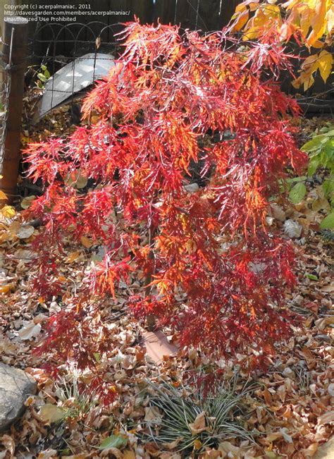 Plantfiles Pictures Acer Cutleaf Japanese Maple