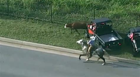 Cowboys Lasso Cow Running Down Busy Oklahoma City Highway