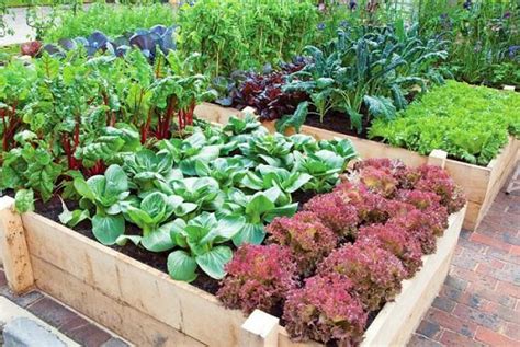 Productive Vegetable Gardening Tips For Beginners