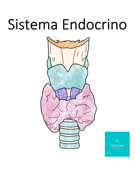 Sistema Endocrino 1st Ed Medicina Para Estudiantes