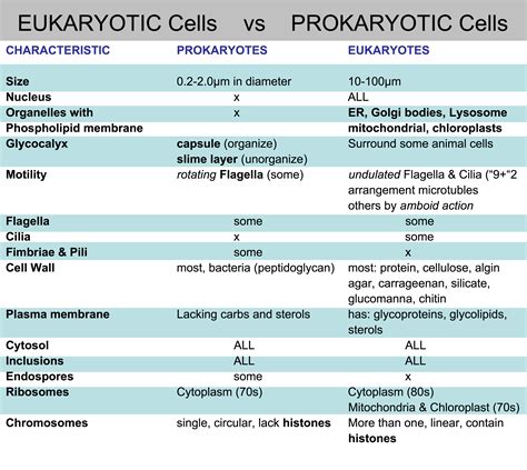 Compare And Contrast Between Prokaryotic And Eukaryotic Cells