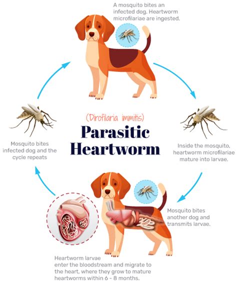 Countryside Flea Tick And Heartworm Prevention