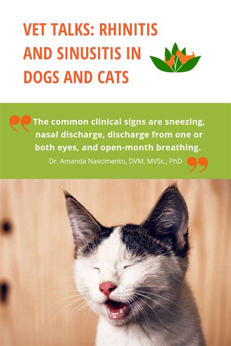 Vet Talks Rhinitis And Sinusitis In Dogs And Cats Cats Sinusitis