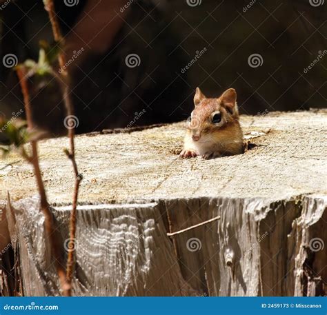 Cute Chipmunk In Its Home Stock Image Image Of Beautiful 2459173