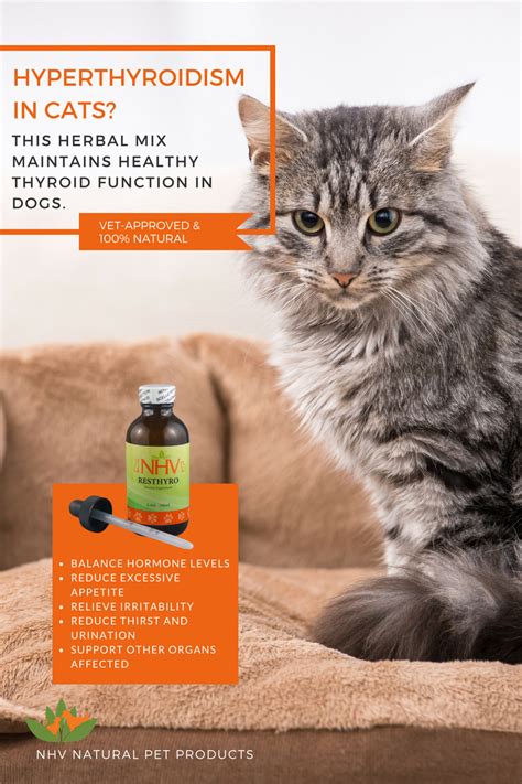 Hyperthyroidism In Cats Natural Treatment Care About Cats