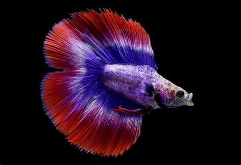 Twintail Halfmoon Male Betta Fish Ubicaciondepersonas Cdmx Gob Mx