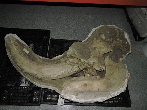 fossil friday old man mastodon — western science center