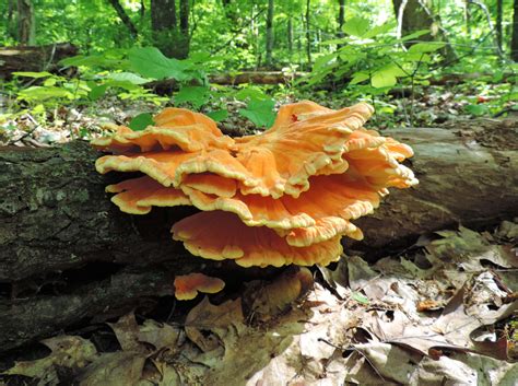 Edible Mushrooms Archives Page 8 Of 11 Learn Your Land