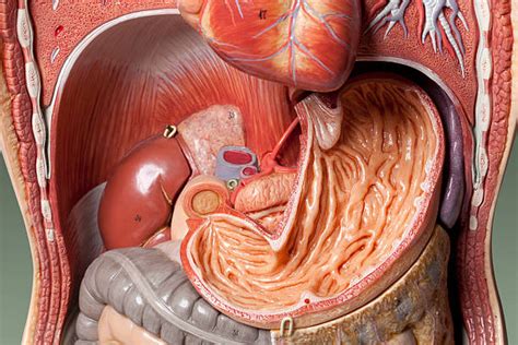 Laterally by the midaxillary line. Royalty Free Human Stomach Internal Organ Pictures, Images and Stock Photos - iStock