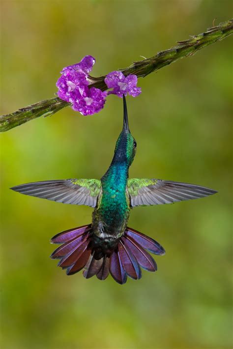 Hummingbirds Of Costa Rica Jim Zuckerman Photography And Photo Tours