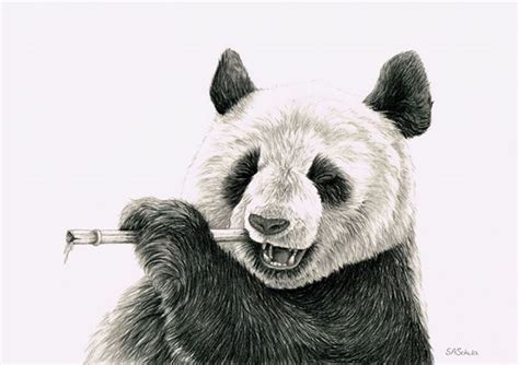 Panda Pencil Drawing On Behance Cool Pencil Drawings Panda