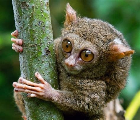 Tarsier Facts Animal Facts Encyclopedia