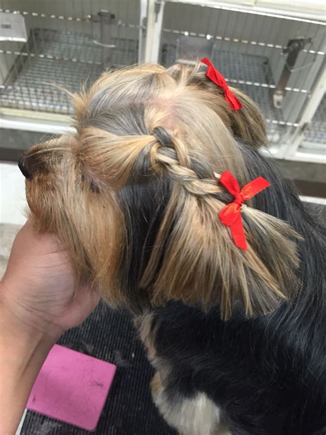 Dog Hair Braid Style Pet Grooming Salon Dog Hair Braiding Hair Colors
