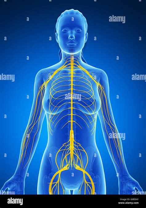 3d Rendered Illustration Of The Female Nervous System Stock Photo Alamy