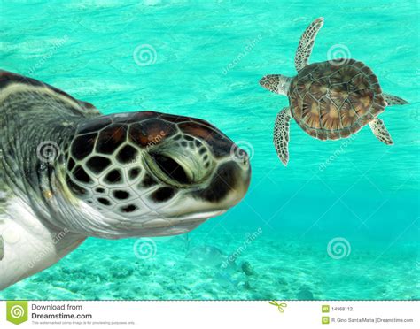 Sea Turtles Swimming Stock Photo Image Of Coral