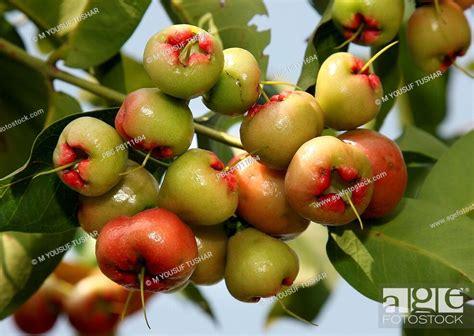 Star Apples Locally Known As Jamrul Is A Summer Fruit Of Bangladesh