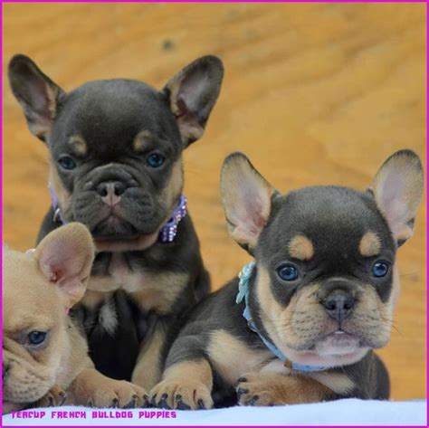 The Real Reason Behind Teacup French Bulldog Puppies Teacup French