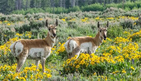 Grand Teton National Park Top 15 Bucket List