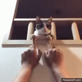 Cat Fingers Cute Cats Fingers Discover Share GIFs