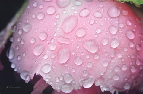 Wallpaper Pink Flowers Primavera Water Rain Rose Drops Spring