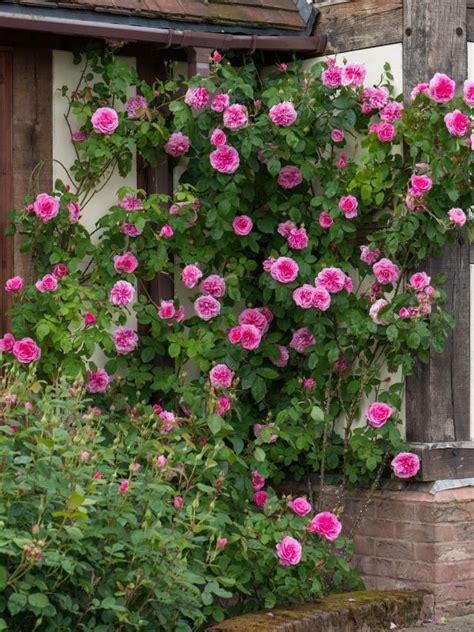 10 Beautiful Easy To Grow Climbing Roses For Your Garden