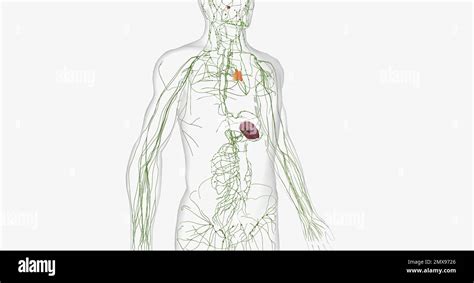 The Lymphatic System Is A Network Of Organs Tissues Vessels And Nodes