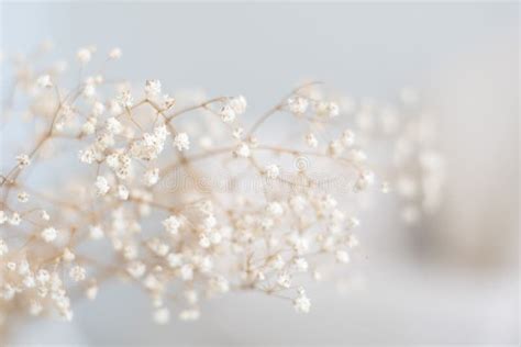 Baby Breath Stock Image Image Of High Home White 182909059