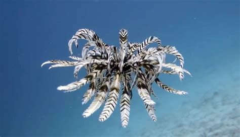 Beautiful Feather Stars Bring Back The 70s Feather