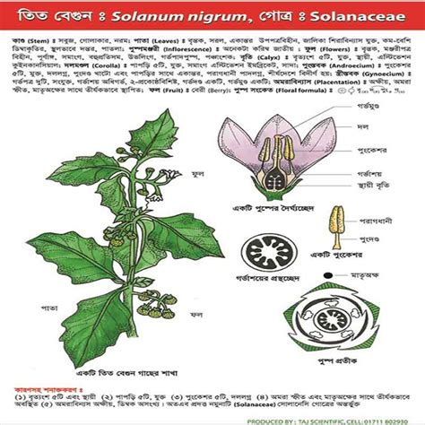 The solanaceae, or nightshades, are a family of flowering plants that ranges from annual and perennial herbs to vines, lianas, epiphytes, shrubs, and trees, and includes a number of agricultural crops, medicinal plants, spices, weeds, and ornamentals. Family Solanaceae - Chart - Taj Scientific Online Store