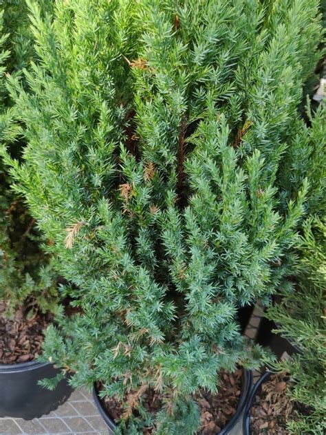 Juniperus Chinensis Pyramidalis Picturethis