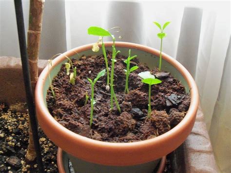 Growing Lemon Tree From Seeds Hometalk