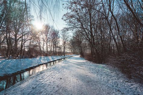 Snowy Field Along Trees At Sunrise Stock Photo Image Of Flevoland