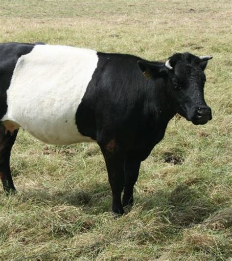 The Most Beautiful Cow Breeds